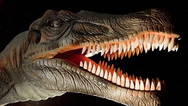 Modell eines Tyrannosaurus Rex | Bild: picture-alliance/dpa
