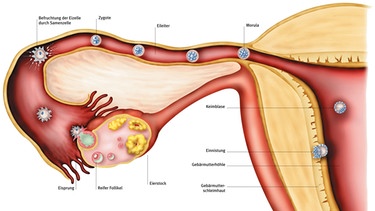 Die Grafik veranschaulicht die Befruchtung einer Eizelle mit einer Samenzelle sowie die Entstehung der Zygote | Bild: picture-alliance/dpa