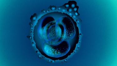 Illustration einer Zellteilung bei einem Embryo | Bild: picture-alliance/dpa