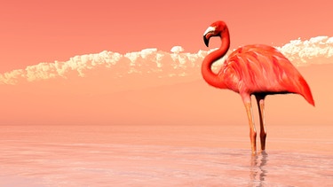 Flamingo | Bild: colourbox.com