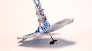 Ein Floh, festgebunden an eine Drahtschlaufe, dreht im Flohzirkus einen kleinen Schirm.  | Bild: picture-alliance/dpa