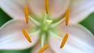 Symmetrisch angeordnete Stempel an einer Blüte | Bild: colourbox.com