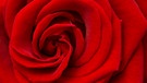 Blütenblätter einer roten Rose | Bild: colourbox.com