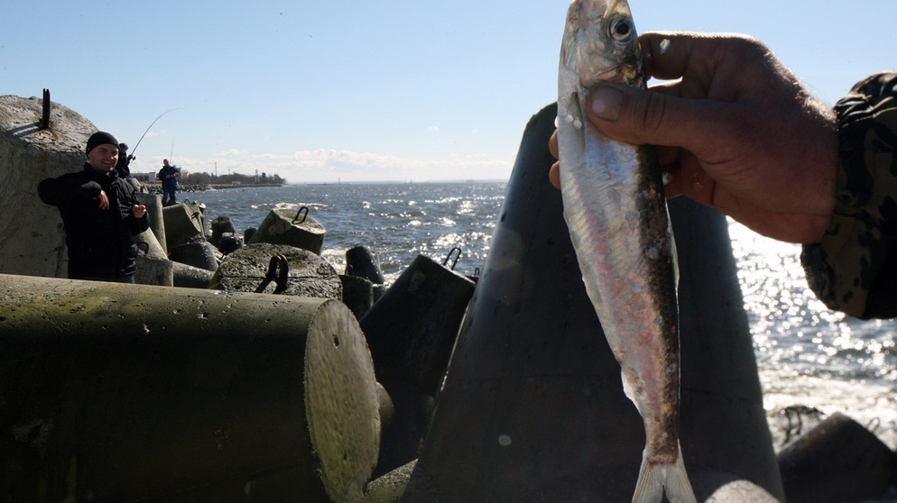 Amateurfischer mit Hering an der Ostsee | Bild: picture-alliance/dpa