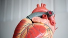 Anatomisches Modell von einem menschlichen Herz | Bild: picture-alliance/dpa