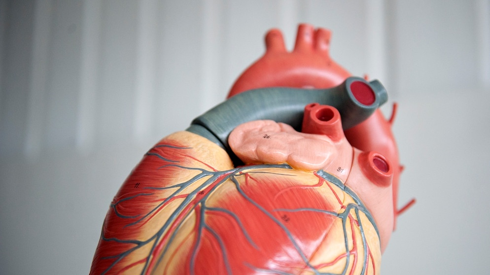 Anatomisches Modell von einem menschlichen Herz | Bild: picture-alliance/dpa
