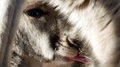 Junges Riesenkänguru | Bild: picture-alliance/dpa