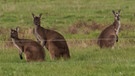 Kängurus auf einer Weide | Bild: picture-alliance/dpa