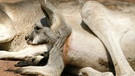 Riesenkänguru mit Zwillingen | Bild: picture-alliance/dpa