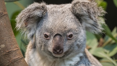 Eukalyptus-Liebhaber - der Koala | Bild: colourbox.com