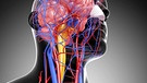 Zeichnung von der Blutzirkulation im Kopf | Bild: picture-alliance/dpa