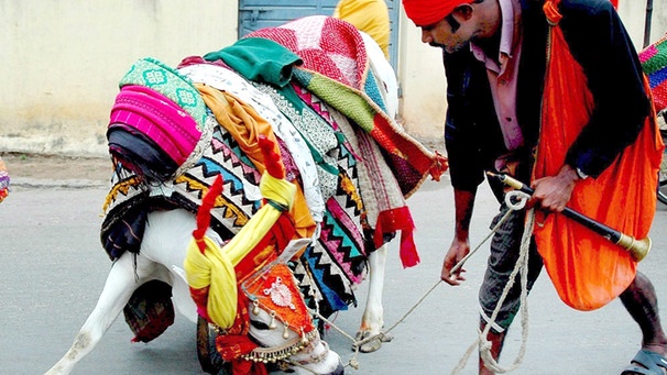 Hindu mit dressierter Kuh bittet um Spenden | Bild: picture-alliance/dpa