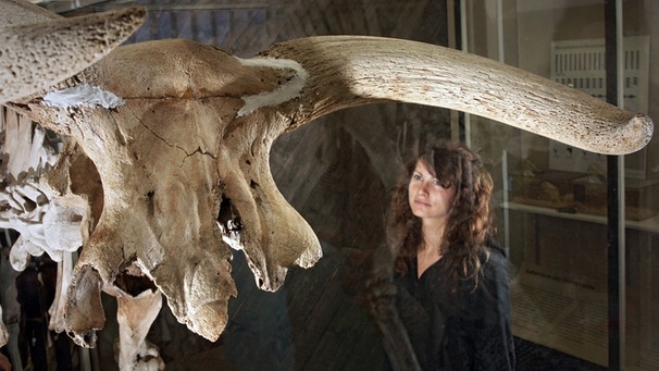 Das Skelett eines elftausend Jahre alten Auerochsen  | Bild: picture-alliance/dpa