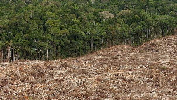 Gefällte Bäume am Rande eines Urwaldes im brasilianischen Amazonasgebiet | Bild: picture-alliance/dpa