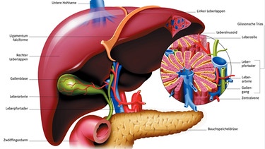 Illustration vom Aufbau der Leber im menschlichen Körper | Bild: picture-alliance/dpa