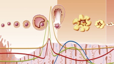 Illustration: Menstruationszyklus | Bild: picture-alliance/dpa