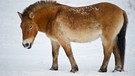 Przewalski-Pferd oder Urpferd | Bild: picture-alliance/dpa
