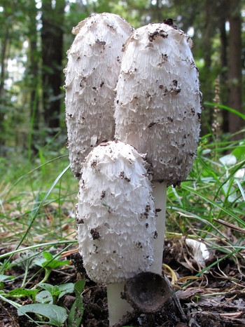 weiße Pilze mit länglichen, schuppigen Hüten auf Waldboden | Bild: picture-alliance/dpa