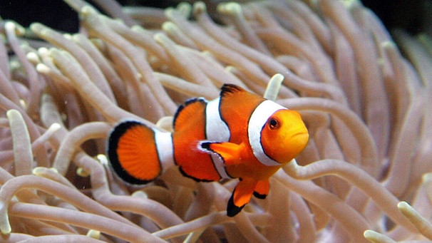 Clownfisch | Bild: picture-alliance/dpa