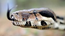 Schlangenkopf einer Boa Constrictor | Bild: picture-alliance/dpa