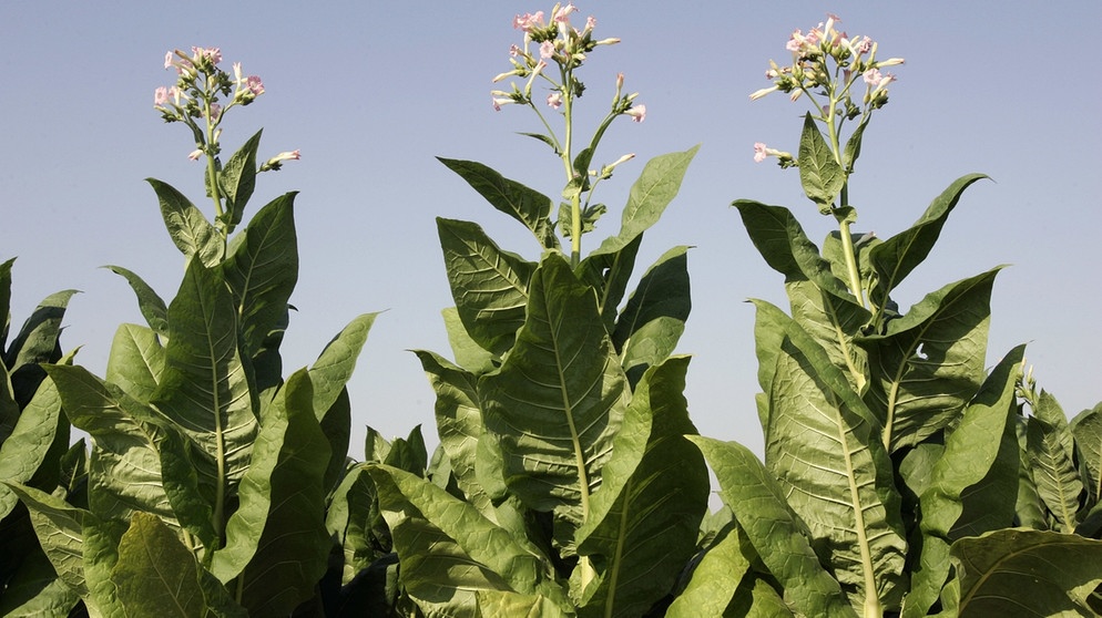 Tabakpflanze mit Blüte | Bild: picture-alliance/dpa