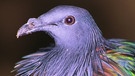 Taube auf den Nikobaren, Indien | Bild: picture-alliance/dpa