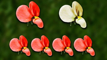 eine weiße und eine rote Blüte, darunter vier rote Blüten von Gartenerbsen | Bild: BR