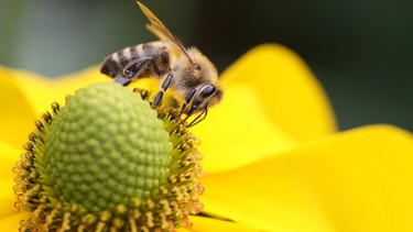 Wildbiene auf Sonnenblume | Bild: colourbox.com