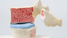 Ein Querschnittsmodell eines Wirbelkörpers der Wirbelsäule mit gesunder Knochenstruktur | Bild: picture-alliance/dpa