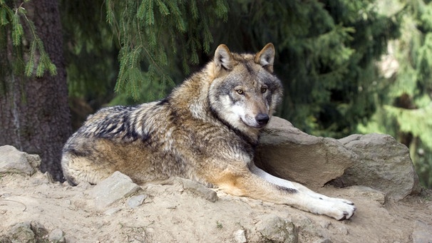 Wolf im Sommer | Bild: Bayerwald-Tierpark Lohberg