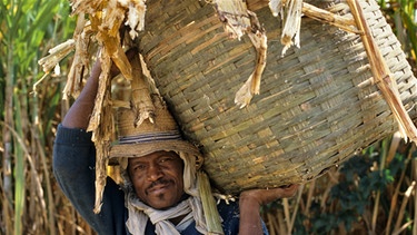 Farmarbeiter in Brasilien | Bild: picture-alliance/dpa