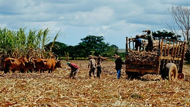 Zuckerrohrernte in der Dominikanischen Republik | Bild: picture-alliance/dpa