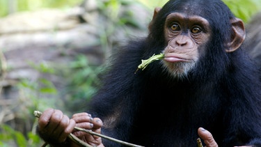 Schimpanse | Bild: colourbox.com