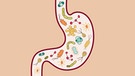 Illustration eines Magens mit Mikroorganismen im Inneren. | Bild: colourbox.com/Sviatlana Barysenka