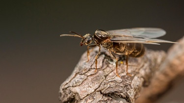 Ameisenkönigin auf einem Stück Baumrinde | Bild: dpa-Bildfunk