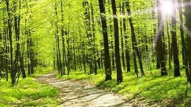 Ökosystem Wald | Bild: Creativ Collection