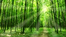 Wald, Natur | Bild: colourbox.com