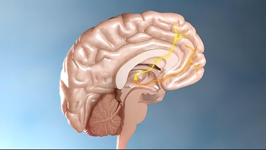 3D Illustration eines Gehirns. | Bild: picture alliance / Zoonar | ersin arslan