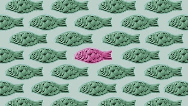 Ein pinker Lakritzfisch inmitten eines ganzen "Schwarms" grüner Fische | Bild: picture-alliance/dpa