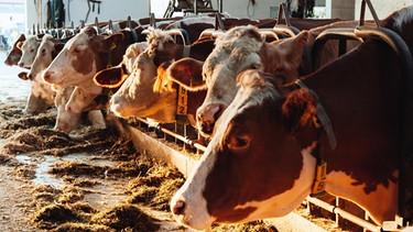 Milchkühe auf einem Bauernhof. | Bild: BR/Herbert Ebner