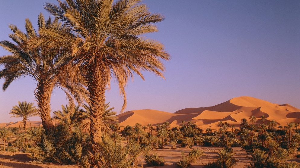 Oase in der Wüste | Bild: picture-alliance/dpa
