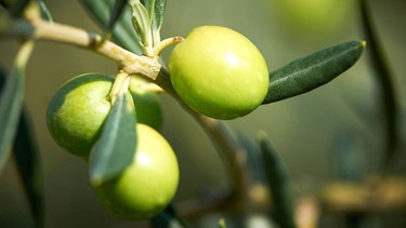 Oliven am Baum | Bild: picture-alliance/dpa