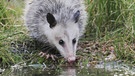 Opossum | Bild: picture-alliance/dpa