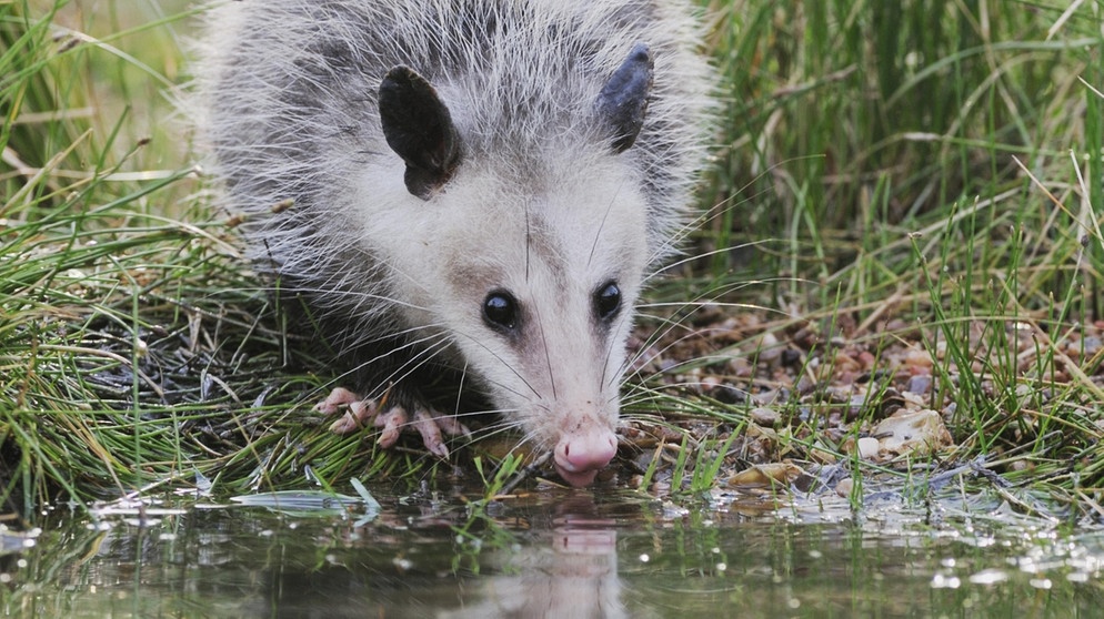 Opossum | Bild: picture-alliance/dpa
