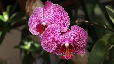 Pinke Blüten einer Orchidee. | Bild: colourbox.com