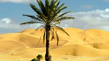Palme in der Wüste | Bild: picture-alliance/dpa