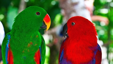 Der Papagei | Bild: colourbox.com