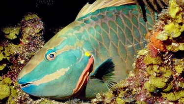 Papageienfisch  | Bild: picture-alliance/dpa