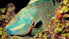 Papageienfisch  | Bild: picture-alliance/dpa