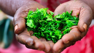 Teepflanzen in Händen | Bild: picture-alliance/dpa